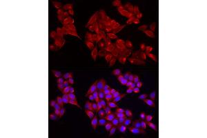 Immunofluorescence analysis of HeLa cells using  Rabbit pAb (ABIN7265439) at dilution of 1:25 (40x lens). (ADAMTS1 anticorps  (AA 718-967))