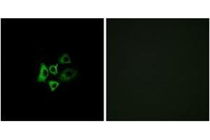 Immunofluorescence analysis of A549 cells, using OR51T1 Antibody. (OR51T1 anticorps  (AA 201-250))
