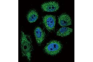 Immunofluorescence (IF) image for anti-Eosinophil Cationic Protein (ECP) antibody (ABIN2997398) (RNASE3 anticorps)
