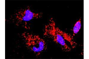 Proximity Ligation Analysis of protein-protein interactions between CASP6 and APP.