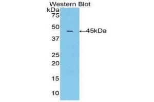 Western Blotting (WB) image for anti-Matrix Metallopeptidase 10 (Stromelysin 2) (MMP10) (AA 99-476) antibody (ABIN1078303) (MMP10 anticorps  (AA 99-476))