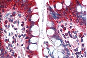 ABIN185632 (5µg/ml) staining of paraffin embedded Human Small Intestine.