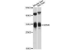 Western blot analysis of extracts of various cell lines, using GZMK antibody (ABIN5997866) at 1/1000 dilution. (GZMK anticorps)