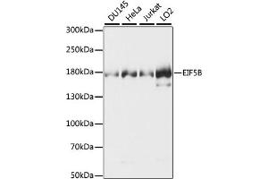Western blot analysis of extracts of various cell lines, using EIF5B antibody (ABIN7267052). (EIF5B anticorps  (AA 1-273))