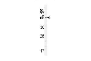 CCDC61 Antibody (N-term) (ABIN655534 and ABIN2845046) western blot analysis in K562 cell line lysates (35 μg/lane). (CCDC61 anticorps  (N-Term))