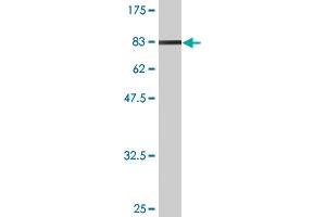 Western Blot detection against Immunogen (94. (NXF2 anticorps  (AA 1-626))
