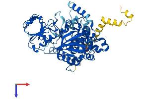 AlphaFold protein structure predicition of Human Recombinant FMO4 Protein, UniprotID P31512