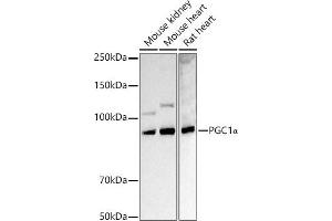 Western blot analysis of extracts of various cell lines, using PGC1α antibody  at 1:1000 dilution. (PPARGC1A anticorps  (C-Term))