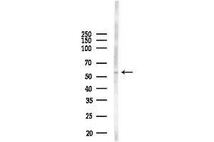 Western blot analysis of lysates from Mouse liver, using BANP Antibody at 1/1000 dilution.