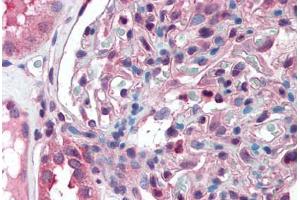 Anti-SLC39A14 antibody  ABIN960809 IHC staining of human kidney. (SLC39A14 anticorps  (Cytoplasmic Domain))