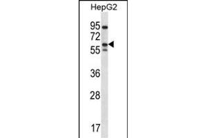 ERRFI1 Antibody (Center) (ABIN656489 and ABIN2845766) western blot analysis in HepG2 cell line lysates (35 μg/lane). (ERRFI1 anticorps  (AA 257-286))