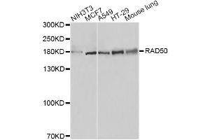Western blot analysis of extracts of various cell lines, using RAD50 antibody. (RAD50 anticorps)