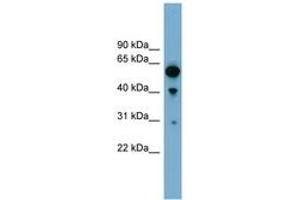 Image no. 1 for anti-rho GTPase Activating Protein 15 (ARHGAP15) (AA 251-300) antibody (ABIN6744151) (ARHGAP15 anticorps  (AA 251-300))