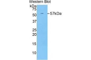Detection of Recombinant CUZD1, Mouse using Polyclonal Antibody to CUB And Zona Pellucida Like Domains Protein 1 (CUZD1)