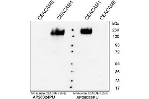 Western Analysis with anti-Human CEACAM1. (CEACAM1 anticorps  (N-Term))