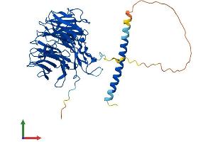 AlphaFold protein structure predicition of Human Recombinant CORO1B Protein, UniprotID Q9BR76