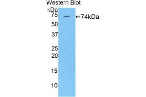 Western Blotting (WB) image for anti-Fibulin 4 (FBLN4) (AA 26-443) antibody (ABIN1858818) (FBLN4 anticorps  (AA 26-443))
