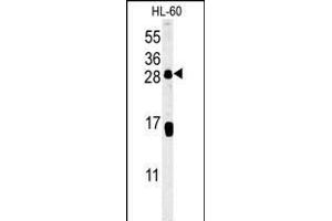 CD69 Antibody (Center) (ABIN651605 and ABIN2840320) western blot analysis in HL-60 cell line lysates (35 μg/lane). (CD69 anticorps  (AA 119-148))