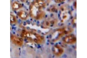 Used in DAB staining on fromalin fixed paraffin-embedded Kidney tissue (Caspase 7 anticorps  (AA 207-303))