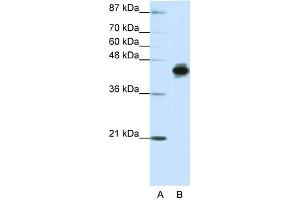 WB Suggested Anti-KRT18 Antibody Titration:  1. (Cytokeratin 18 anticorps  (N-Term))