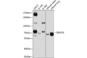 Western blot analysis of extracts of various cell lines, using LINGO1 antibody (ABIN6128188, ABIN6143246, ABIN6143247 and ABIN6224993) at 1:1000 dilution. (LINGO1 anticorps  (AA 42-240))