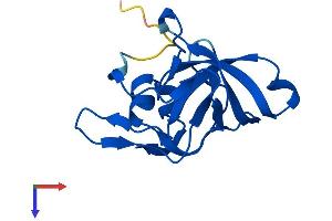 AlphaFold protein structure predicition of Mouse Recombinant Rpl23 Protein, UniprotID P62830