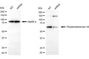 Western blotting analysis using phosphodiesterase 1B antibody (ABIN7799797). (PDE1B anticorps)