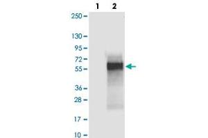 Western blot analysis of Lane 1: Negative control (vector only transfected HEK293T lysate), Lane 2: Over-expression Lysate (Co-expressed with a C-terminal myc-DDK tag (~3. (C4orf19 anticorps)
