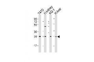 Western Blot at 1:2000 dilution Lane 1: T47D whole cell lysates Lane 2: human kidney lysates Lane 3: KG-1 whole cell lysates Lane 4: human liver lysates Lysates/proteins at 20 ug per lane.