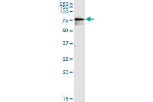 anti-CDKN2A Interacting Protein (CDKN2AIP) (AA 1-579) antibody