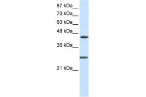 Western Blotting (WB) image for anti-Hairy and Enhancer of Split 6 (HES6) antibody (ABIN2460603) (HES6 anticorps)