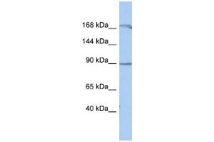 NARG1 antibody used at 1 ug/ml to detect target protein. (NAA15 anticorps  (Middle Region))