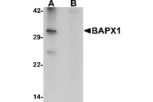Western blot analysis of BAPX1 in human brain tissue lysate with BAPX1 antibody at 1 µg/mL in (A) the absence and (B) the presence of blocking peptide. (NKX3-2 anticorps  (Middle Region))