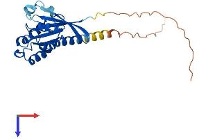 AlphaFold protein structure predicition of Mouse Recombinant Rab33a Protein, UniprotID P97950