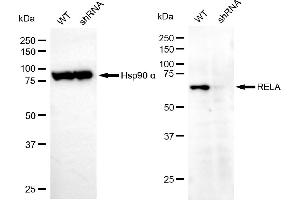 Western blotting analysis using RELA antibody (ABIN7799647).