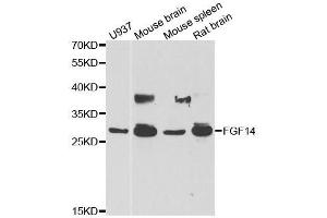 Western blot analysis of extracts of various cell lines, using FGF14 antibody. (FGF14 anticorps  (AA 1-252))