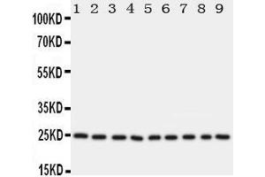 Lane 9: HUT Cell Lysate