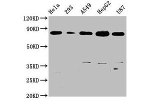 Western Blot Positive WB detected in: Hela whole cell lysate, 293 whole cell lysate, A549 whole cell lysate, HepG2 whole cell lysate, U87 whole cell lysate All lanes: BAG3 antibody at 0. (Recombinant BAG3 anticorps)