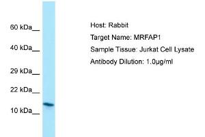 Host: RabbitTarget Name: MRFAP1Antibody Dilution: 1.