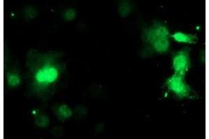 Image no. 2 for anti-Chromosome 17 Open Reading Frame 37 (C17orf37) antibody (ABIN1501776) (C17orf37 anticorps)