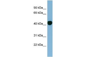 WB Suggested Anti-H2AFY  Antibody Titration: 0. (H2AFY anticorps  (N-Term))