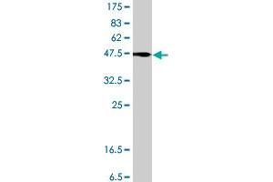Western Blot detection against Immunogen (36.