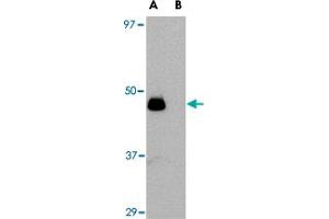 Western blot analysis of IL34 in human brain tissue lysate with IL34 polyclonal antibody  at 0. (IL-34 anticorps  (N-Term))