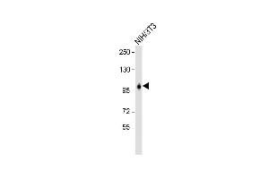 Anti-LONP1 Antibody (Center) at 1:2000 dilution + NIH/3T3 whole cell lysate Lysates/proteins at 20 μg per lane. (LONP1 anticorps  (AA 389-418))
