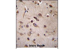 TSN Antibody (Center) (ABIN656310 and ABIN2845612) immunohistochemistry analysis in formalin fixed and paraffin embedded human brain tissue followed by peroxidase conjugation of the secondary antibody and DAB staining. (Translin anticorps  (AA 109-138))