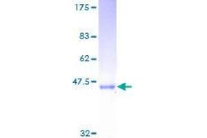 SDS-PAGE (SDS) image for SAR1 Homolog B (SAR1B) (AA 1-198) protein (GST tag) (ABIN1319156)