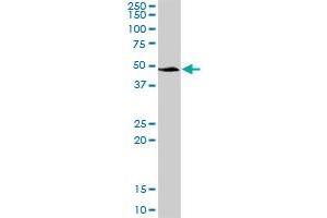 SERPINA3 MaxPab polyclonal antibody.