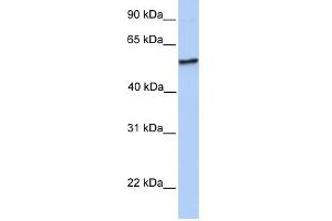 NUDCD1 antibody used at 1 ug/ml to detect target protein. (NUDCD1 anticorps  (N-Term))