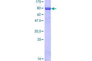 Image no. 1 for Myc Proto-Oncogene protein (MYC) (AA 1-439) protein (GST tag) (ABIN1311716)