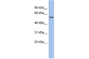 WB Suggested Anti-GTF2H1 Antibody Titration:  0.